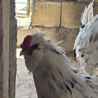 خروس فول گلین بدون پررنگی
