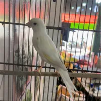 قناری بخون