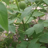 فروش نهال گردو