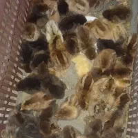 جوجه مرغ محلی
