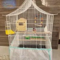پرنده فنچ گلدین ماده با قفس