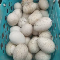 تخم بوقلمون نطفه دار