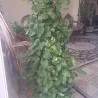 گل پتوس باقیم وگلدان سرامیکی