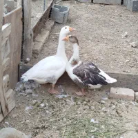 غاز نرو ماده