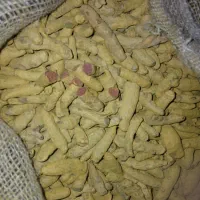 قلم زردچوبه
