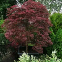 گل های زینتی و بیرونی