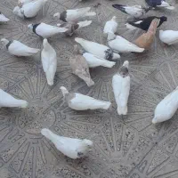 طوقی|پرنده|ایلام, |دیوار
