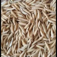 بذر شالی دمسیاه