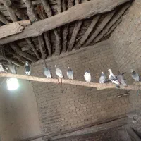 کبوتر