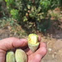 بادام|خوردنی و آشامیدنی|الوند, |دیوار
