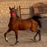 کره نر ۳ ساله کرد