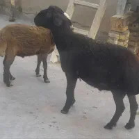 بره نر