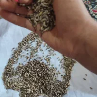 خرید بذر خار مریم