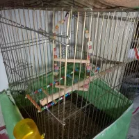 قفس طوطی عروس