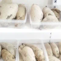 عسل وحشی با موم