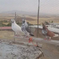 کبوتر