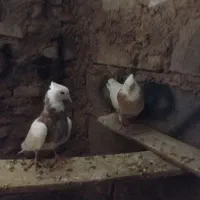 کبوتر|پرنده|سبزوار, مدرس|دیوار