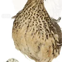 بلدرچین بالغ تخم گذار