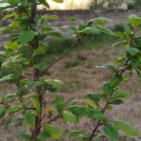 نهال گوجه سبز آلوچه برقان