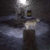 ماده افغانی