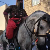 مادیان