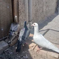 کفتر پرشی