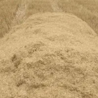 کاه گندم دیم