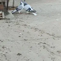 کبوتر پرنده