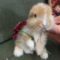 بچه خرگوش نژاد دار لوپ نسکافه ای