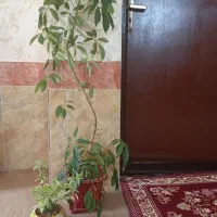 گل پنج انگشتی وگل پدیلانتوس