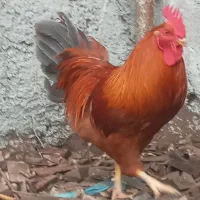 خروس بالغ ۹ ماه
