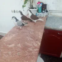 کبوتر