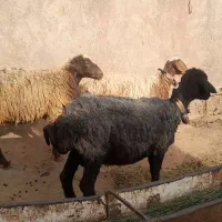 میش بدون بره جوان