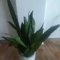 گل و گلدان
