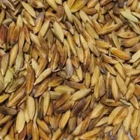 شلتوک شرط بذری