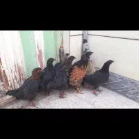 ۷ عدد جوجه وار لری با یک عدد خروس بزرگ