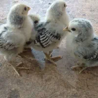 جوجه سبرایت