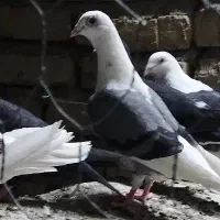 کبوتر
