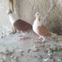 فروش کبوتر