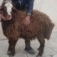 دام روستایی گوسفندوبره زنده قربونی خون ریختن باذبح
