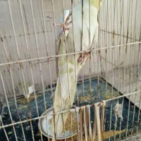 عروس هلندی نر