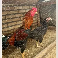 مرغ وخروس لاری