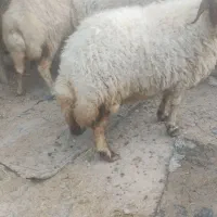 میش چاق کشتاری
