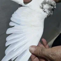غریب گیری