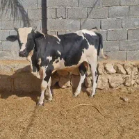 گوساله نر