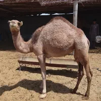 شتر جونگ