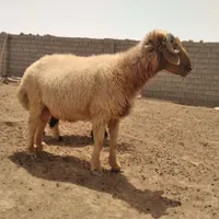 قوچ بره گاو گوسفندگاومیش بز|حیوانات مزرعه|اهواز, منازل کارون|دیوار