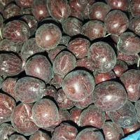 عنـاب تـازه و شـیرین امسـالی