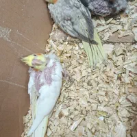 جوجه عروس هلندی