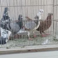 کبوتر کفتر آلمانی صید|پرنده|مشهد, ابوذر|دیوار